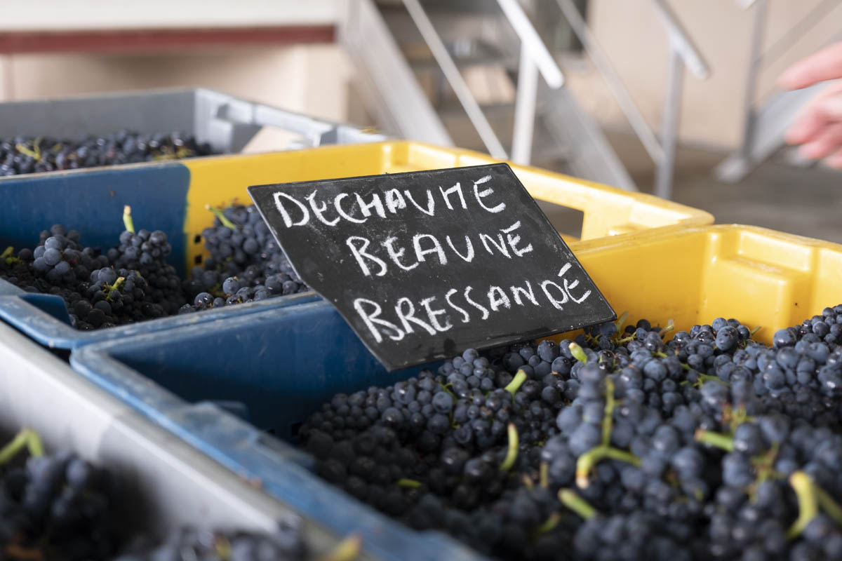 Start of harvest 2020 at the Domaine des Hospices de Beaune – first pictures